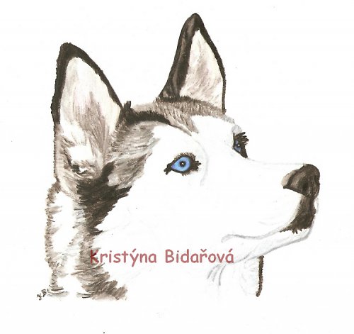 Sibiřský husky — foto 1