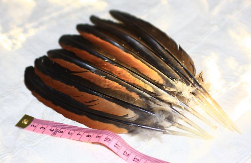 Kohoutí letky - pravé 20cm — foto 1