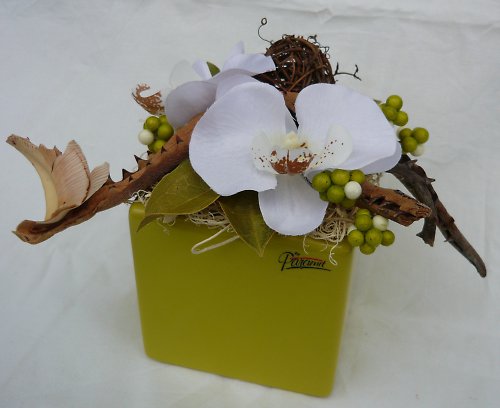 Orchidej s aloe — foto 1