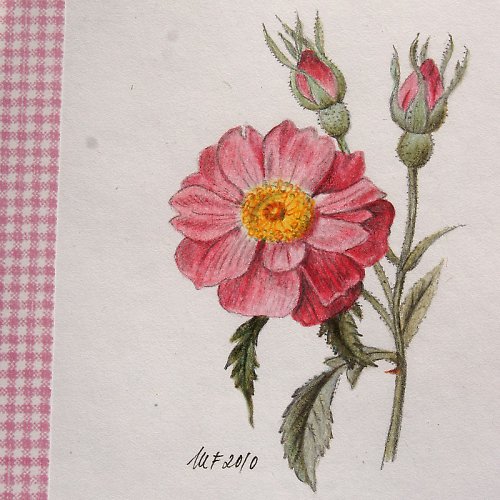 Pierrova růže V — foto 1