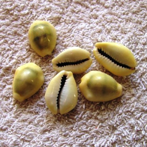 Mušle Cauri - cypraea moneta - 6 kusů