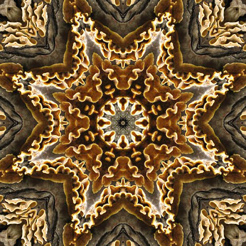 Mandala babské houby