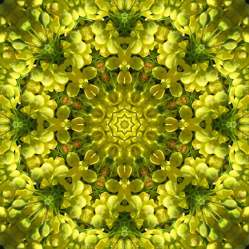 Mandala rozkvetlé mahony