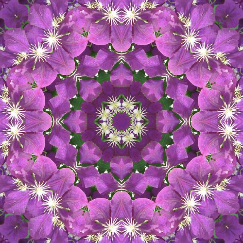 Mandala harmonického clematisu
