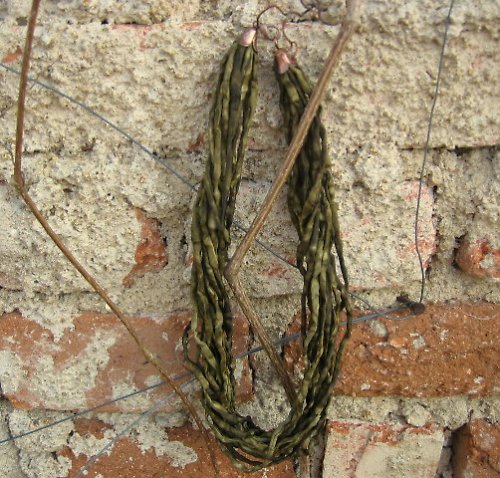 Zelenkavý Náhrdelník — foto 1