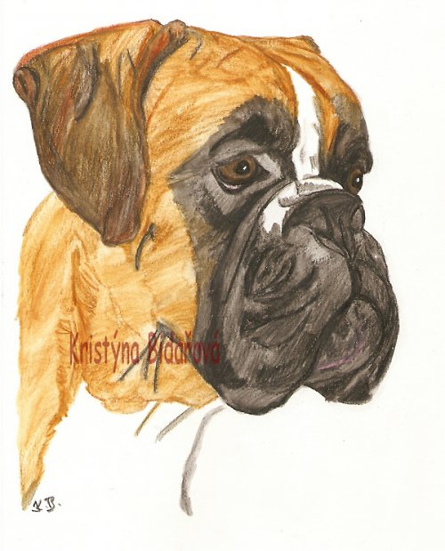 Německý boxer — foto 1