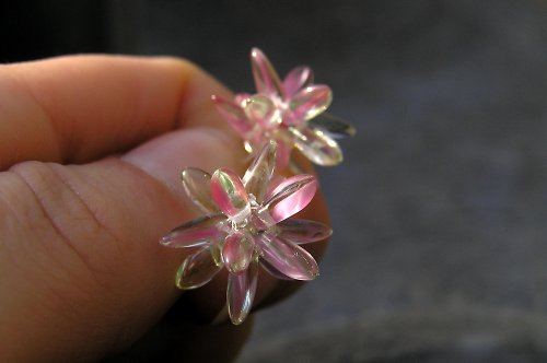 Echonoidea malinká — foto 1