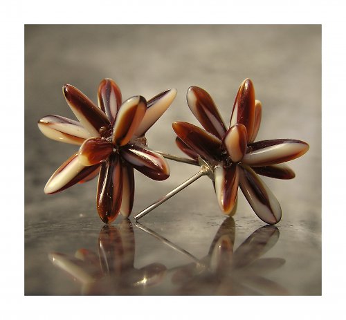Echonoidea karamelová — foto 1