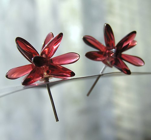 Echonoidea merlot — foto 1