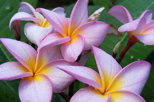 Plumeria — foto 1