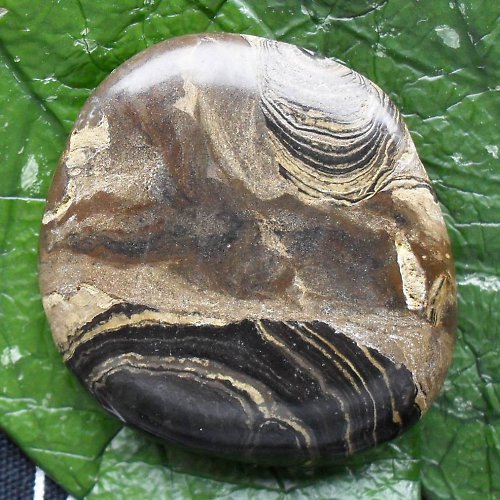 Stromatolit 43x40x9 — foto 1