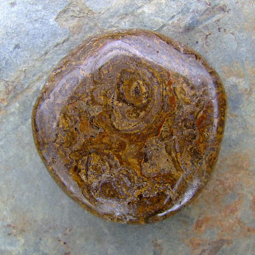 Stromatolit — foto 1