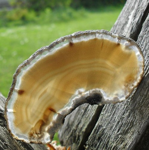 Achátový plátek 70x40x3mm — foto 1