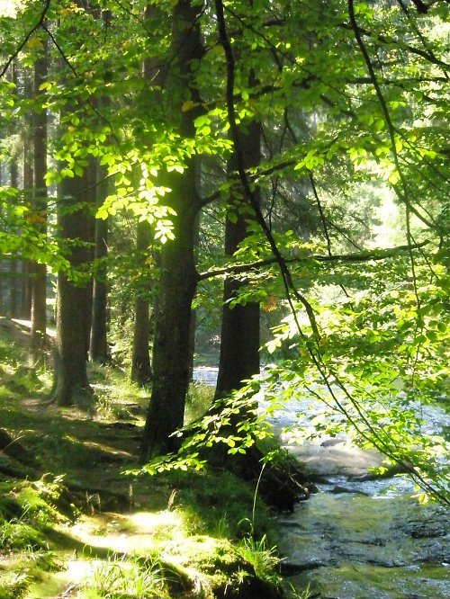 Podél řeky "1" — foto 1
