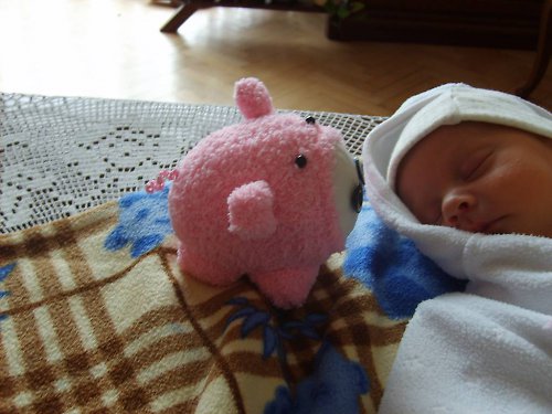 Růžové prasátko — foto 1