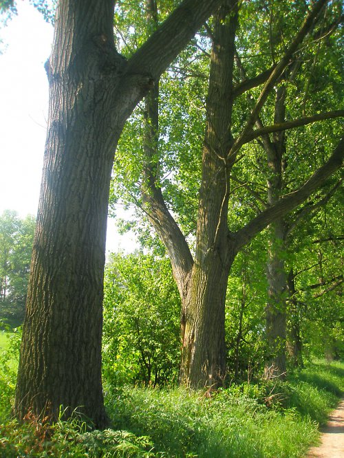 Cesta jarní "3" — foto 1