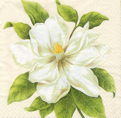 Botanic Magnolia Champagne — foto 1