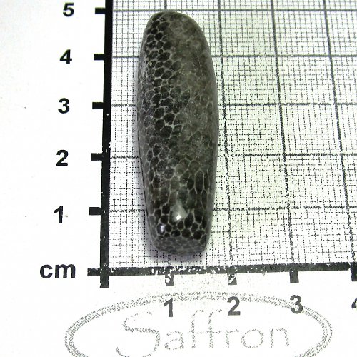 Bryozoan č.1 — foto 1