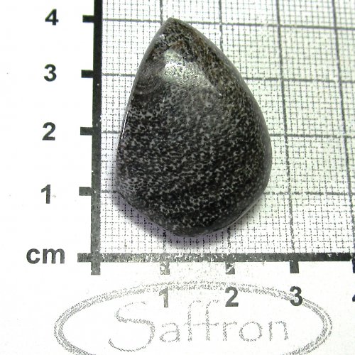 Bryozoan č.2 — foto 1