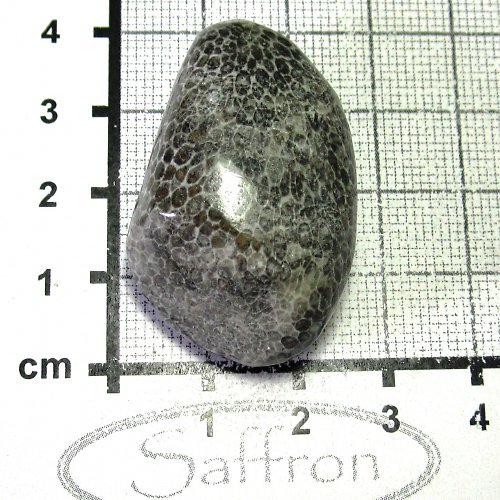 Bryozoan č.3 — foto 1