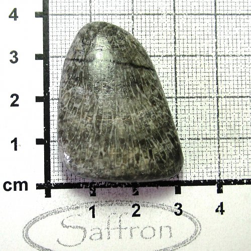 R Bryozoan č.4 — foto 1