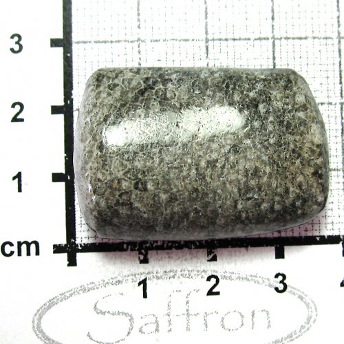 Bryozoan č.5 — foto 1