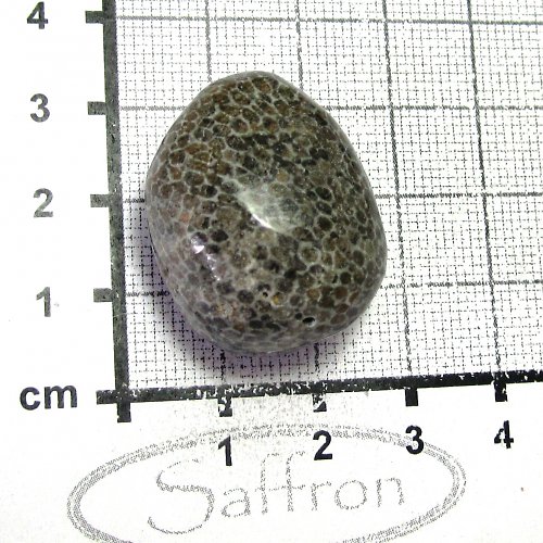 Bryozoan č.7 — foto 1