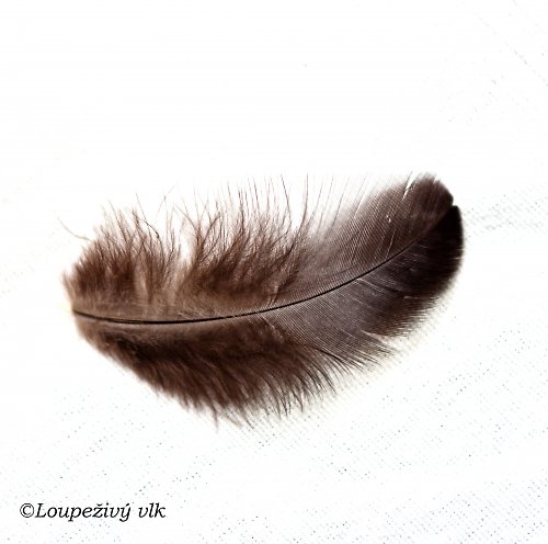 Černá pírka 10cm — foto 1