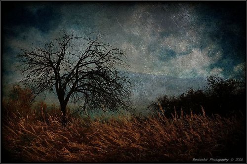 The Novembre Tree