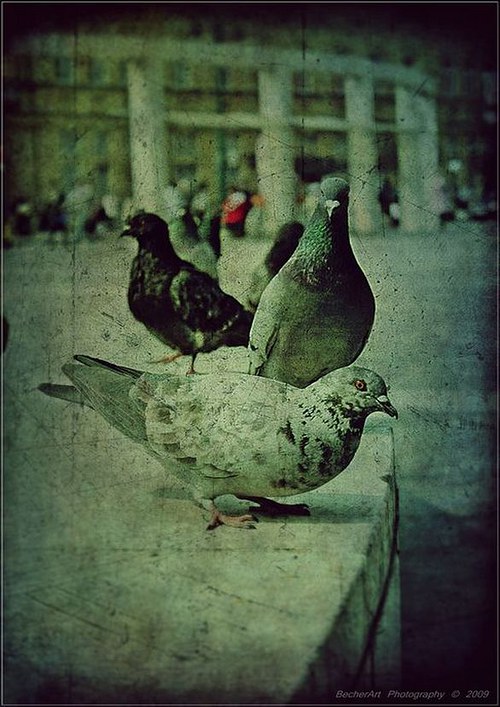 When The Wings Are Resting