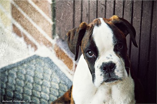 Dog