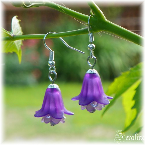 Campanula II. — foto 1