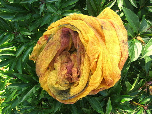 Grapefruitová — foto 1