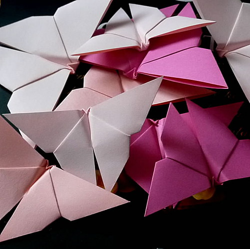 Butterflies in pink - rezervace — foto 1