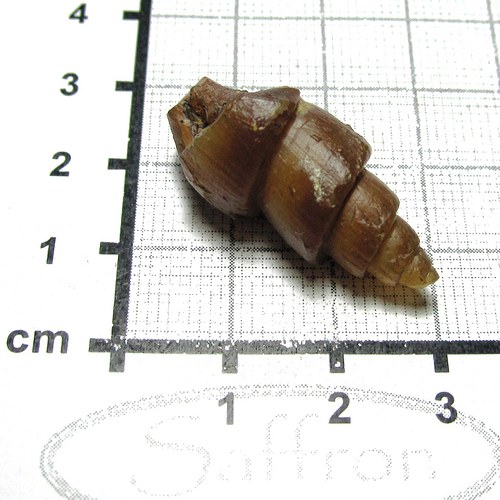 Fosilní mušle - chalcedonová č.1 — foto 1