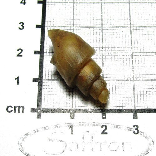 Fosilní mušle - chalcedonová č.2 — foto 1