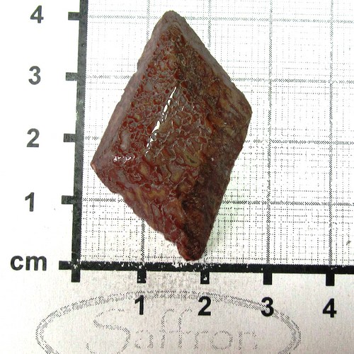 R Dinosauří kost , kabošon č.19 — foto 1