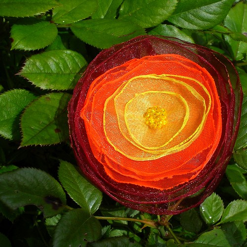 Brož - čajová růže — foto 1