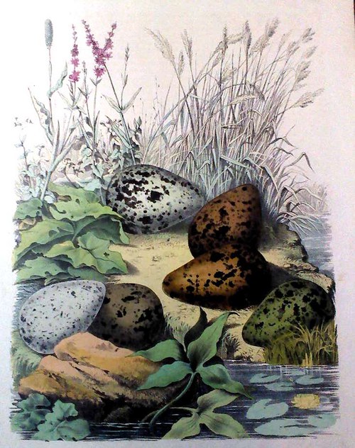 19. století - Vajíčka v rákosí — foto 1