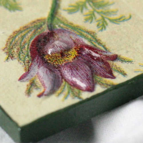 Magnetka anemone — foto 1