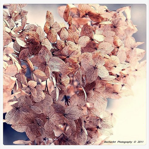 The Butterly Effect