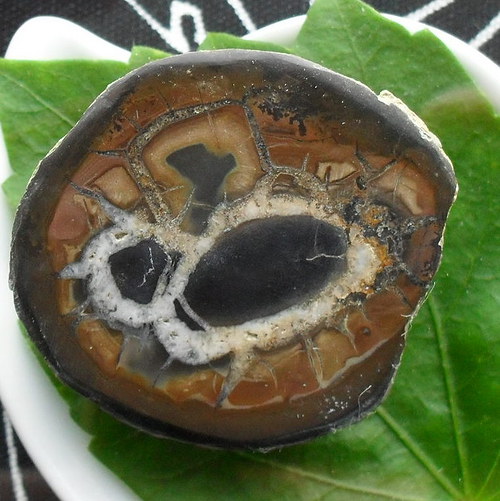 Septárie 38x34x10mm — foto 1