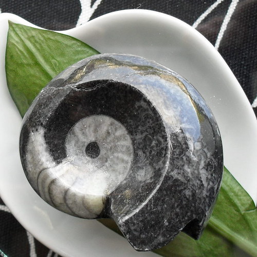 Goniatit 40x34mm — foto 1