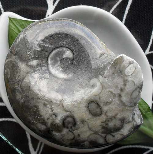 Goniatit 55x43mm — foto 1