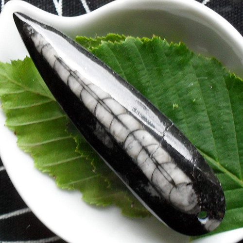 Orthoceras 56mm — foto 1