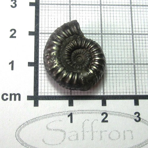R Amonit Francie (pyritový) č.7 — foto 1