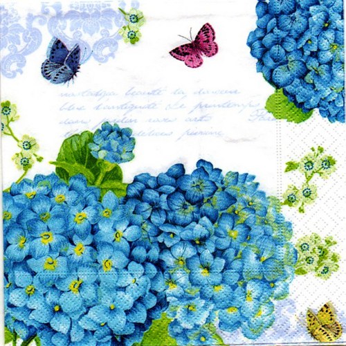 Hydrangea — foto 1