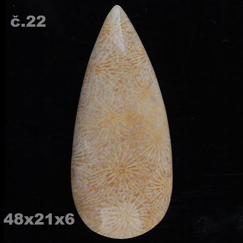 Fosilní korál- CABOCHON — foto 1