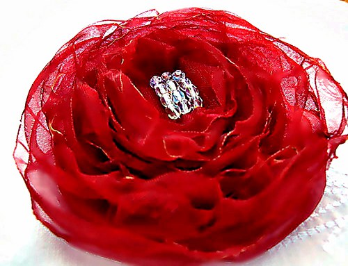 Růže v ranní rose — foto 1