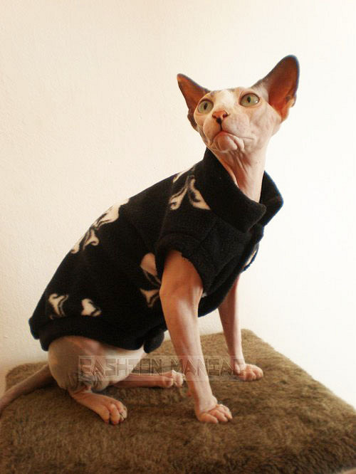 Sphynxí slečna drsňačka — foto 1